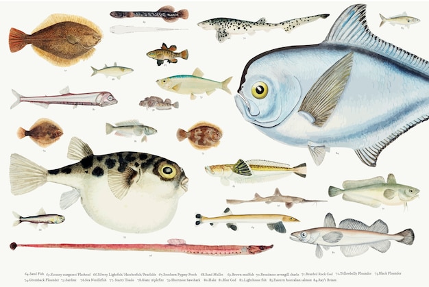 Barwiona wektorowa ilustracja rybia rysunkowa kolekcja