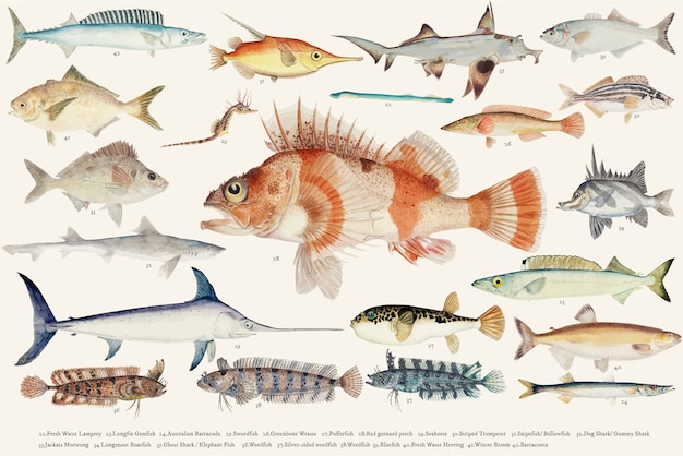 Barwiona wektorowa ilustracja rybia rysunkowa kolekcja