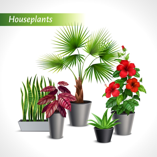 Bezpłatny wektor barwionego houseplant realistyczny skład z zielonymi florami w flowerpots ilustracyjnych