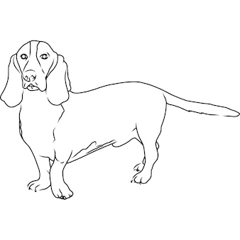 Basset hound dog ręcznie zarysowany rysunek wektorowy