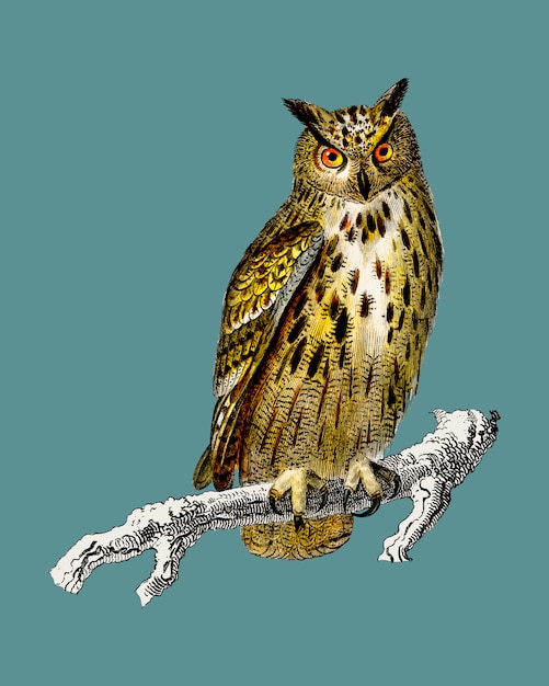 Bezpłatny wektor bubo bubo (eurazjatycka puchacz) zilustrowany przez charlesa dessalines d'orbigny (1806-1876).