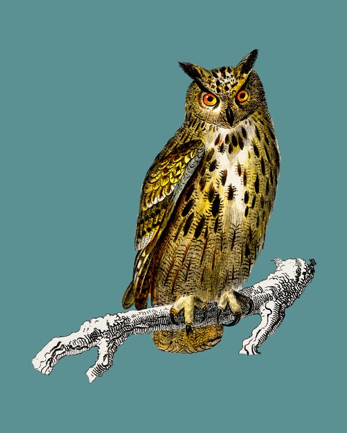 Bubo bubo (eurazjatycka puchacz) zilustrowany przez Charlesa Dessalines D&#39;Orbigny (1806-1876).