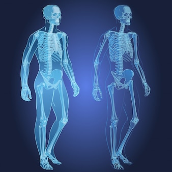 Ciało ludzkie i szkielet