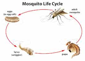 Bezpłatny wektor cykl życia komara