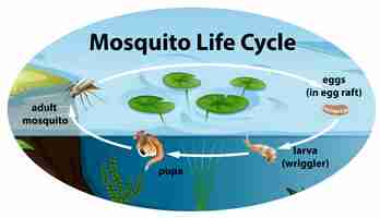 Bezpłatny wektor cykl życia mousquito