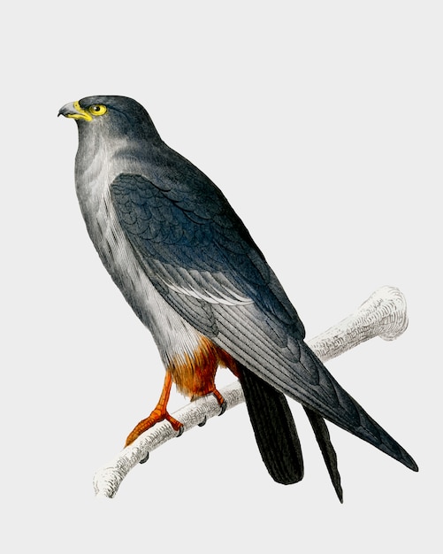 Czerwononogi Falcon