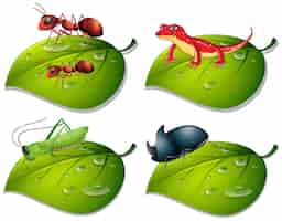 Bezpłatny wektor cztery rodzaje owadów na zielonych liściach