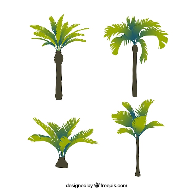 Cztery tropikalne palmy
