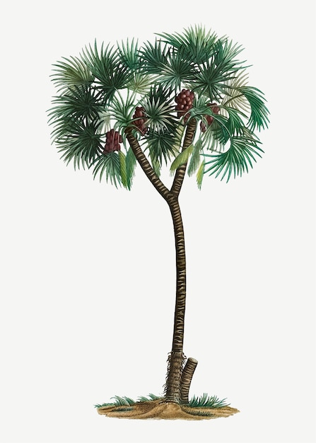 Daktylowa palma