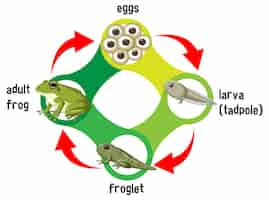 Bezpłatny wektor diagram cyklu życia żaby