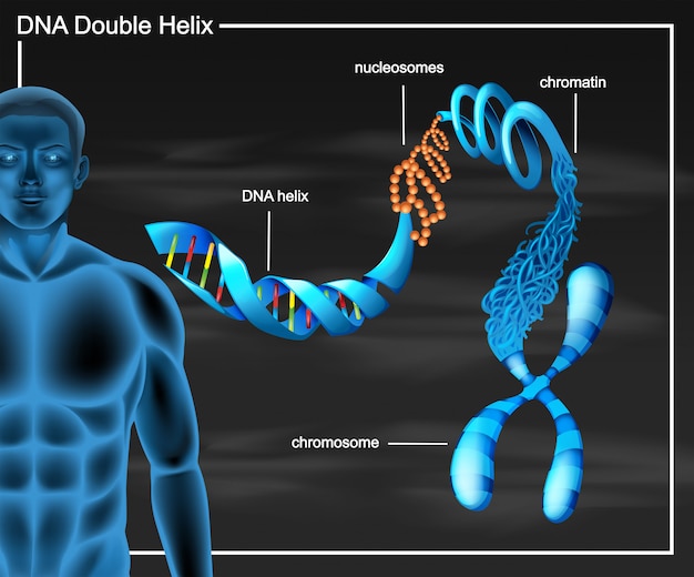 Diagram Podwójnej Helisy Dna