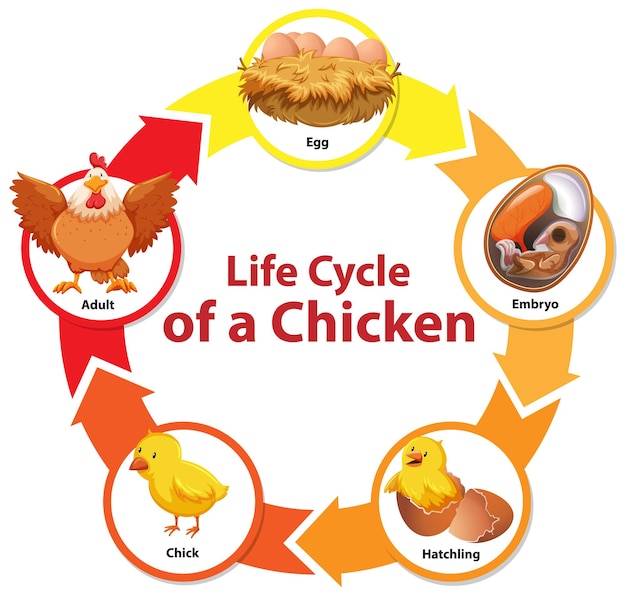 Diagram Przedstawiający Cykl życia Kurczaka