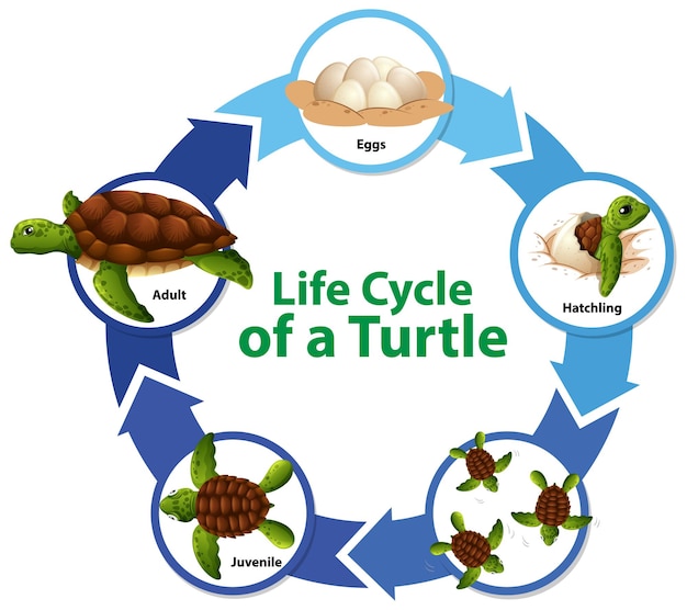 Bezpłatny wektor diagram przedstawiający cykl życia żółwia