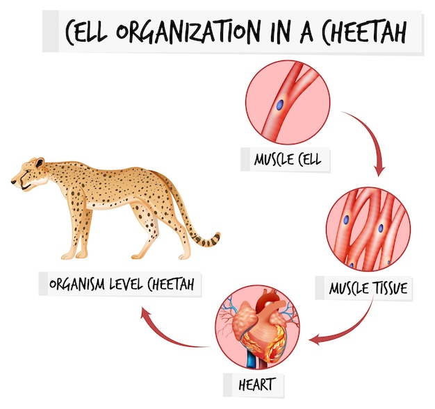 Diagram Przedstawiający Organizację Komórek U Geparda