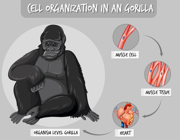 Bezpłatny wektor diagram przedstawiający organizację komórek u goryla