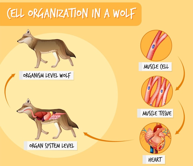 Diagram przedstawiający organizację komórek u wilka