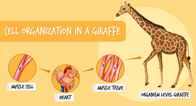 Bezpłatny wektor diagram przedstawiający organizację komórek u żyrafy