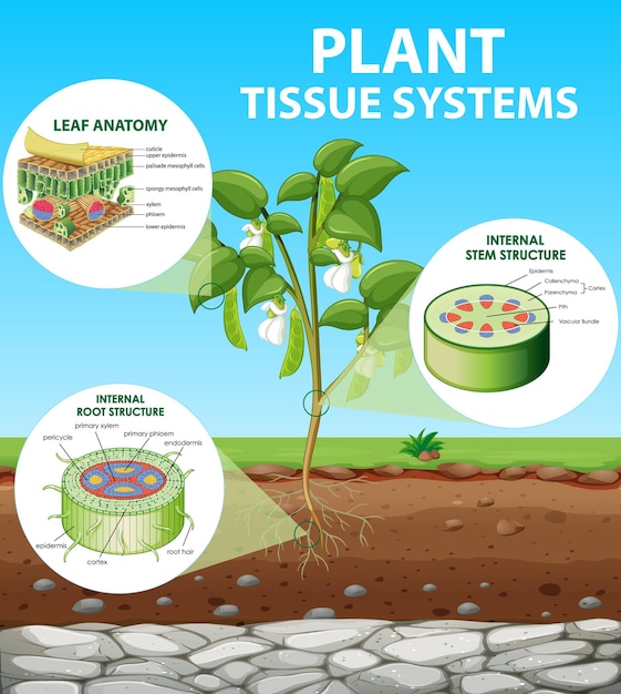 Bezpłatny wektor diagram przedstawiający systemy tkankowe roślin