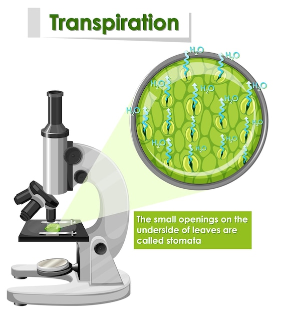 Diagram przedstawiający transpirację w roślinie