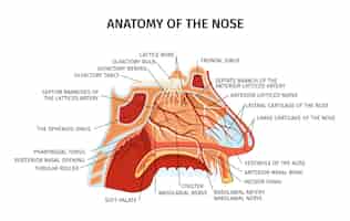 Bezpłatny wektor diagram przekroju anatomii nosa przedstawiający kratę tętnic kości nerwy chrząstka podniebienia miękkiego zatoki przynosowe elementy płaskie wektor ilustracja