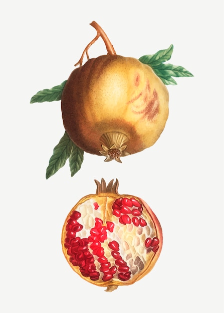 Dojrzały owoc granatu