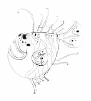 Bezpłatny wektor doodle rysowanie zwierząt dla ryb