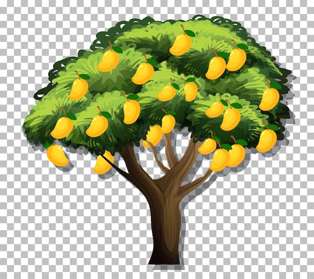 Drzewo mango na przezroczystym tle