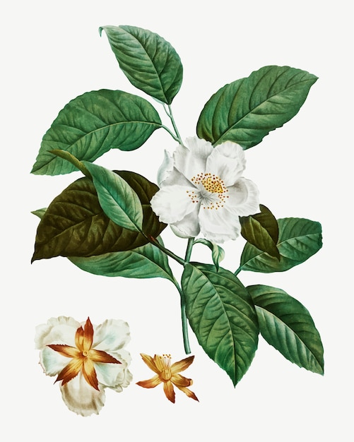 Drzewo Stewartia