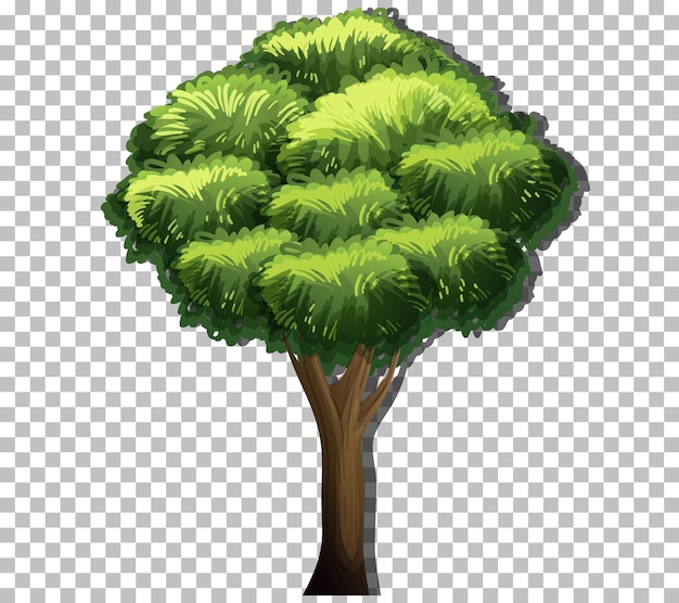 Drzewo z zielonymi liśćmi na przezroczystym tle