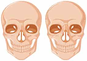 Bezpłatny wektor dwa czaszki na białym tle