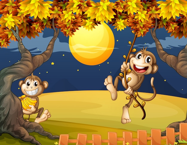 Dwie Małpy Zastanawiają Się W środku Nocy