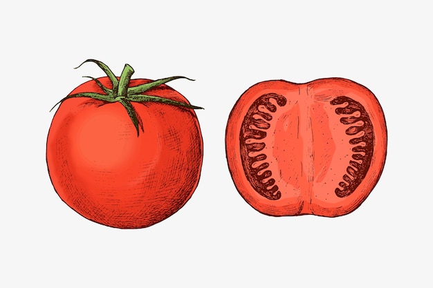 Ekologiczny świeżo pokrojony wektor pomidora