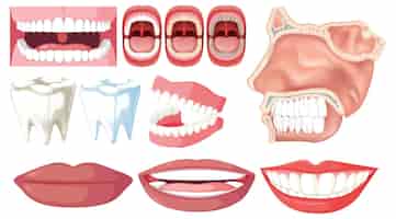 Bezpłatny wektor elementy dentystyczne i zębowe w ilustracji wektorowej