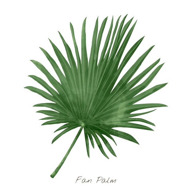 Fan palmowy liść odizolowywający na białym tle
