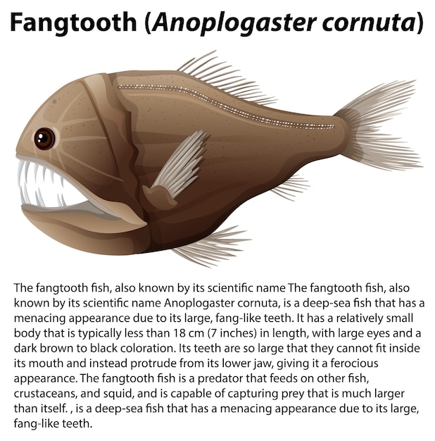 Bezpłatny wektor fangtooth anoplogaster cornuta z tekstem informacyjnym