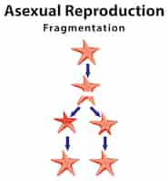 Bezpłatny wektor fragmentacja rozmnażania bezpłciowego z rozgwiazdami