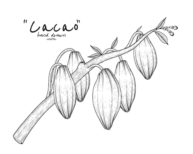 Bezpłatny wektor gałąź kakao z ręcznie rysowaną ilustracją owoców