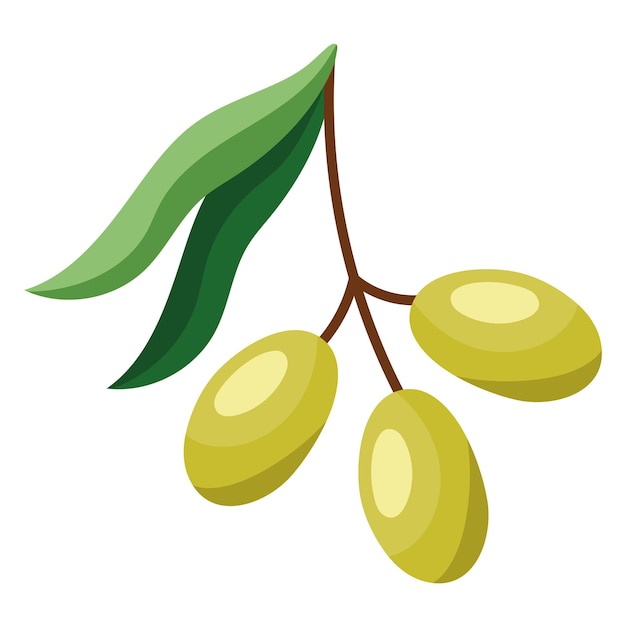 Bezpłatny wektor gałąź z zielonymi nasionami oliwek