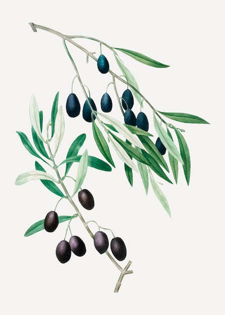 Bezpłatny wektor gałązka oliwna