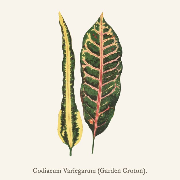 Garden Croton (Codiaeum Variegarum)