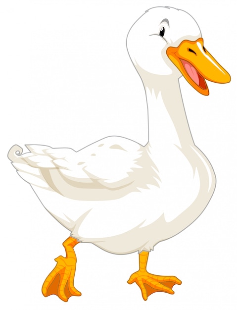Gęś na białym tle
