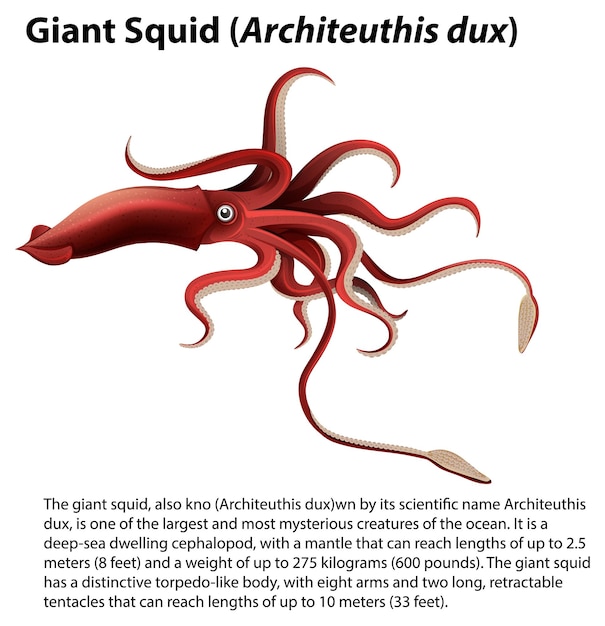 Giant Squid Architeuthis Dux Vector