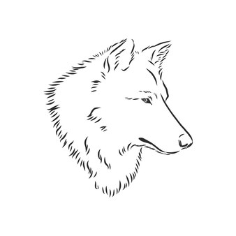 Grafika wektorowa głowy wilka na białym, portret wilka, głowa wilka, szkic ilustracji wektorowych