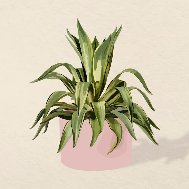 Grafika wektorowa roślin, ilustracja agawy