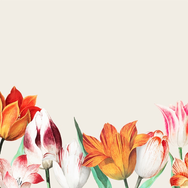 Granica pola tulipanów