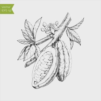 Grawerowane ilustracja ręcznie rysowane ziarna kakaowe na gałęzi