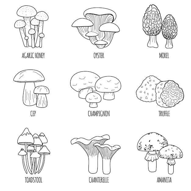 Bezpłatny wektor grzyby płaski zestaw izolowanych ikon z podpisami tekstowymi i zarysem monochromatycznych obrazów różnych ilustracji wektorowych grzybów