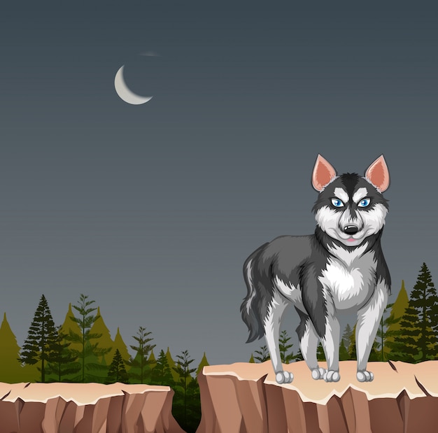 Husky wilk pies na klifie w nocy