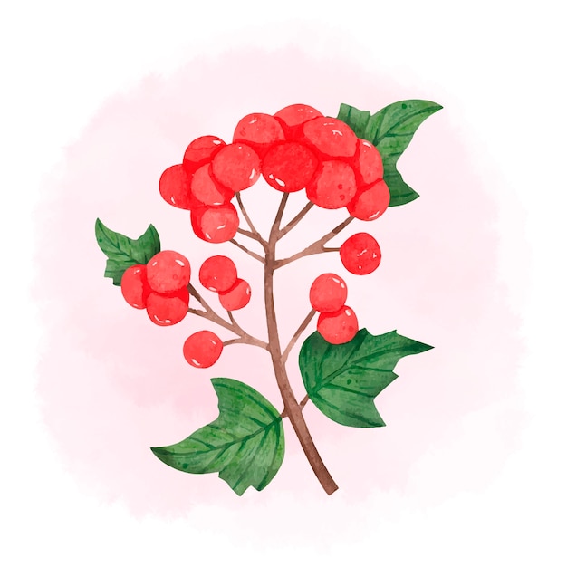Ilustracja akwarela jarzębiny lub kaliny
