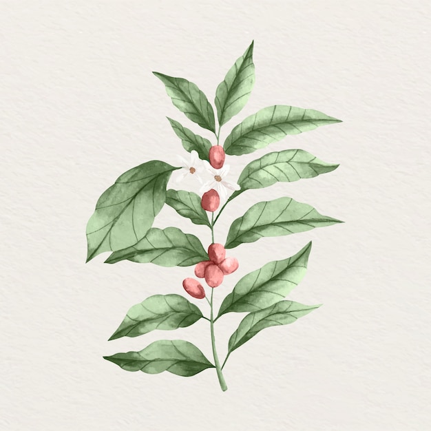 Bezpłatny wektor ilustracja akwarela kawy roślina